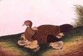 Jangle Hen with her chickens, from 'Drawings of Birds from Malacca', c.1805-18 - Anonymous Artist