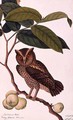 Jambooai-eri Pootih, Boorong Ketamboo Ketampin, from 'Drawings of Birds from Malacca', c.1805-18 - Anonymous Artist