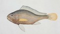 Eekan Jena, from 'Drawings of Fishes from Malacca', c.1805-18 - Anonymous Artist