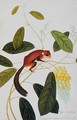 Squirrel on a wildgrape tree, Toopay Krawa, Booah angoor Ootan, from 'Drawings of Animals, Insects and Reptiles from Malacca', c.1805-18 - Anonymous Artist