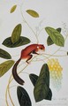 Squirrel on a wildgrape tree, Toopay Krawa, Booah angoor Ootan, from 