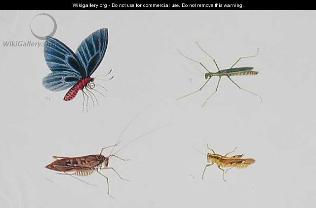 Insects, from 