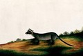 Furred Animal, from 'Drawings of Animals, Insects and Reptiles from Malacca', c.1805-18 - Anonymous Artist