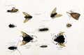 Bilalang Gambur, Cicada, Koombang Kerbo, Koombang Gajah, Scaraboeus Beetle, Ucanucang, from 