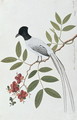 Bua Redang Boorong cha-wie, from 'Drawings of Birds from Malacca', c.1805-18 - Anonymous Artist