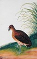 Exotic Bird, from 'Drawings of Birds from Malacca', c.1805-18 (6) - Anonymous Artist