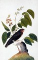 Exotic Bird, from 'Drawings of Birds from Malacca', c.1805-18 (4) - Anonymous Artist