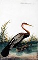 Boorong Maudang, Plotus Melangaster, from 'Drawings of Birds from Malacca', c.1805-18 - Anonymous Artist