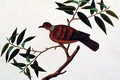 Turtle Dove, Tookoo-Kore, from 