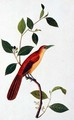Boorong Seliah, from 'Drawings of Birds from Malacca', c.1805-18 - Anonymous Artist
