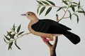 Stock Dove, Pergam, from 'Drawings of Birds from Malacca', c.1805-18 - Anonymous Artist