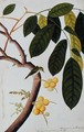 Poko Booah Laugsat, Boorong chi-chap, from 