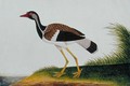 Tie Tieoo or Aian colan (Malay) from 'Drawings of Birds from Malacca', c.1805-18 - Anonymous Artist