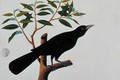 Black bird, from 