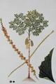 Tookas, Caryota wiens, from 'Drawings of Plants from Malacca', c.1805-18 - Anonymous Artist