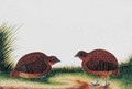 Boorong Beitam, from 'Drawings of Birds from Malacca', c.1805-18 - Anonymous Artist