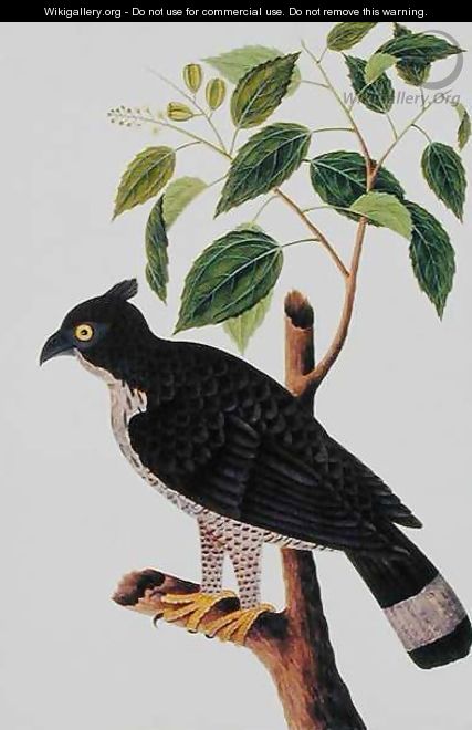 Bird of Prey, from 