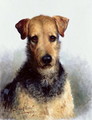 Wire Fox Terrier, 1933 - Lilian Cheviot