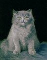 Study of a cat - Lilian Cheviot