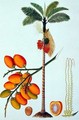 Pinang Betle Nut Tree, from 'Drawings of Plants from Malacca', c.1805-18 - Anonymous Artist