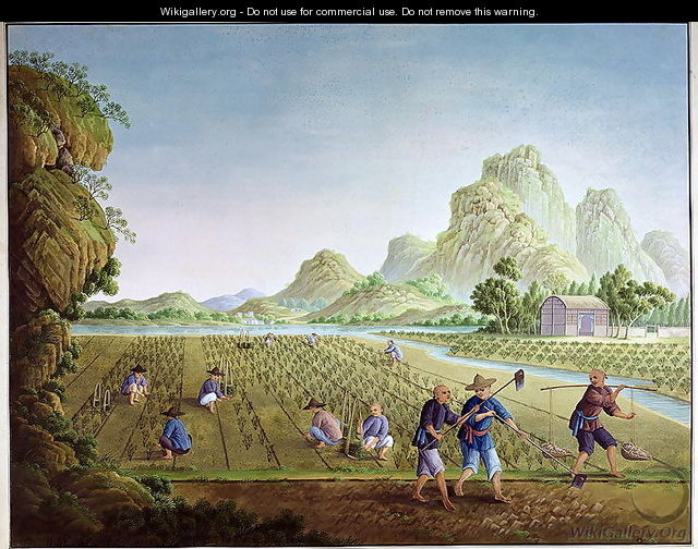 Rice cultivation in China, transplanting plants - Anonymous Artist