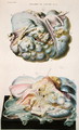 Diseases of the Ovaries, from 