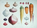 Onions, Radishes and Carrots, from the first 'Album Vilmorin', 1850 - Elisa Champin