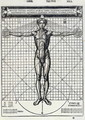 Ideal proportions based on the human body, from 