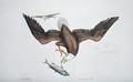 Aquila capite albo (White headed eagle or Bald eagle) plate 1 from Vol 1 of 