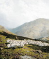 Shepherd and Sheep, Perthshire - Dixon Clark