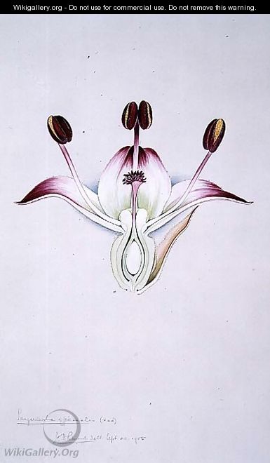 Drawing 58-10 Sanguisorba officinalis (Great Burnet) 1905 - Arthur Henry Church