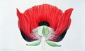 Papaver somniferum (Opium Poppy) 1905 - Arthur Henry Church