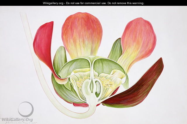 Drawing 9-2 Sarracenia purpurea (Pitcherplant) 1905 - Arthur Henry Church