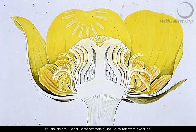Drawing 8-2 Nuphar luteum (Yellow Waterlily) 1906 - Arthur Henry Church