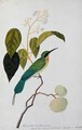 Aleurites Moluccana, Booah Cras, Boorong Bierik Bierik, from 'Drawings of Birds from Malacca', c.1805-18 - Anonymous Artist