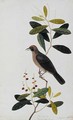 Bua Sambey, Boorong Baroo Baroo, from 'Drawigns of Birds from Malacca', c.1805-18 - Anonymous Artist
