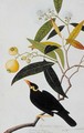 The Miena, Jamboo ai-ere Mawar Boorong Teong and Gracila Religiosa, from 'Drawings of Birds from Malacca', c.1805-18 - Anonymous Artist