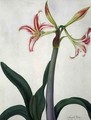 Amaryllis Vitata - Matilda Conyers