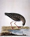 Curlew Sandpiper - Charles Collins