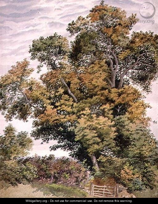 Study of an Oak Tree - Thomas Collier