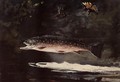 Trout Breaking - Winslow Homer