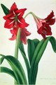 Hybrid Amaryllis Regina vittata - Barbara (after) Cotton