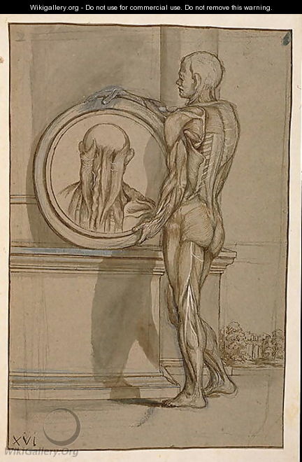 Hunter 653 Plate XVI, Anatomical drawing, c.1610 - Pietro Da Cortona (Barrettini)