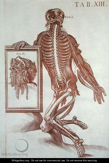 Anatomical figure, from Tabulae Anatomicae, Rome, 1788 - Pietro Da Cortona (Barrettini)