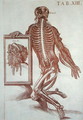 Anatomical figure, from Tabulae Anatomicae, Rome, 1788 - Pietro Da Cortona (Barrettini)