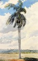 Royal Palm - Charles DeWolf Brownell
