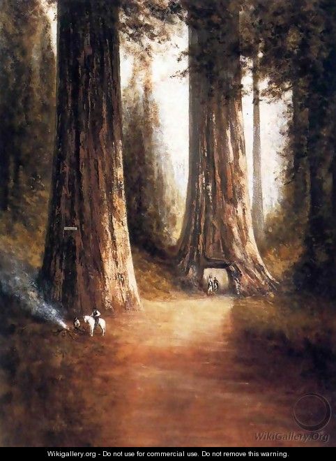Sequoia Gigantea - Thomas Hill