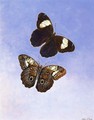 Caligo Martia (Butterflies) - Titian Ramsay Peale