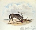 Dusky Wolf (Lupus Nubilus) - Titian Ramsay Peale