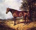 Thoroughbred - Arthur Fitzwilliam Tait